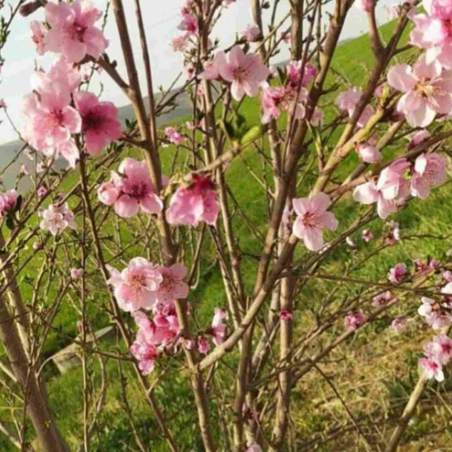 آهنگ جدید  یک خنده کن ای گل